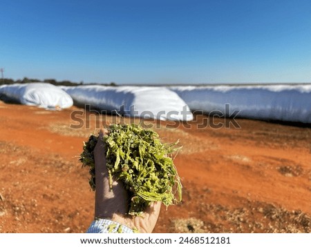 ) Airtight storage process to stocking silage forage to dry season. Silage technology cattle