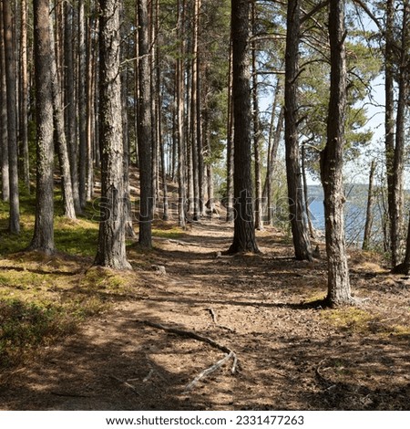 Airy and light forest, path, roots, and pine trees. Strong trunks and shifting undergrowth, summer.