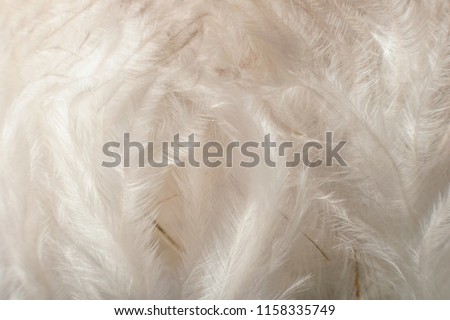 Airy soft fluffy down feathers background, soft focus. Natural texture background of bird detail down feathers.