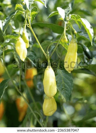 Aji habanero. This chili pepper is not as spicy as habanero.