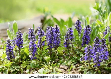 Ajuga, Bugleherb or Bugleweed (Ajuga reptans) in the spring garden