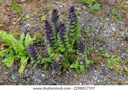 Ajuga pyramidalis is a perennial plant with purple flowers