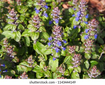 Ajuga Reptans - Bugle, Bugleweed, Carpetweed