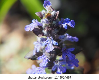 Ajuga Reptans - Bugle, Bugleweed, Carpetweed