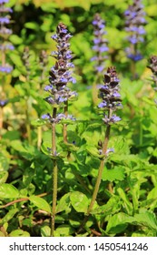 Ajuga Reptans Is Commonly Known As Bugle