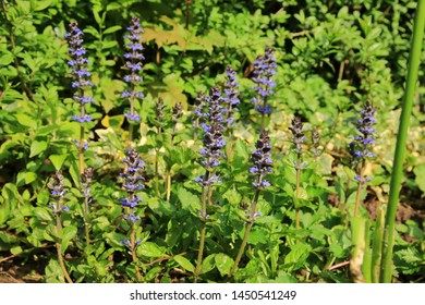 Ajuga Reptans Is Commonly Known As Bugle