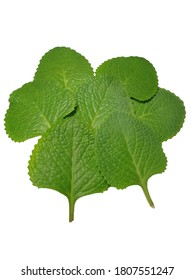 Ajwain/ajowan Caraway Fresh Herbal Leaves