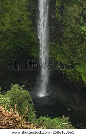 Akaka Falls located on the Big Island of Hawaii on the windward side near the town of Hilo.  This magnificent scenic waterfall is 440 feel cascading over a volcanic cliff.  It is surrounded by vivid a