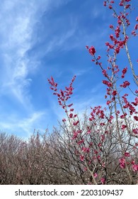 Akame And Blue Sky Day