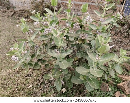 Akanda or Calotropis gigantea or crown flower is having medicinal property  