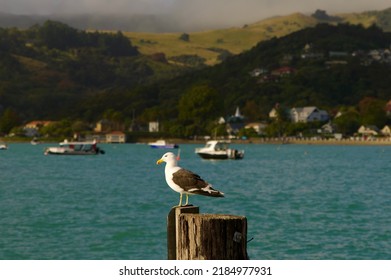 Akaroa Harbour View New Zealand