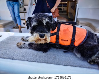 Akaroa, New Zealand - January 27 2020: Dog On Boat In Lifejacket