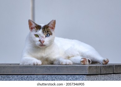 Akasaka Minato city tokyo, Japan 2021-08:A cat lying down in a temple. The left and right eye colors are different. The tip of the ear is cut off, which is a sign of castration and contraception.