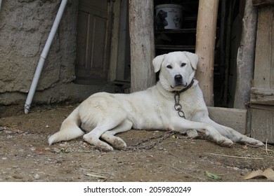 702件の Akbash の画像 写真素材 ベクター画像 Shutterstock