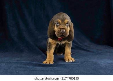 AKC Bloodhound Puppy Dark Background