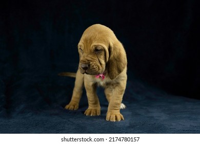 AKC Bloodhound Puppy Dark Background