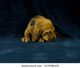 AKC Bloodhound Puppy Dark Background