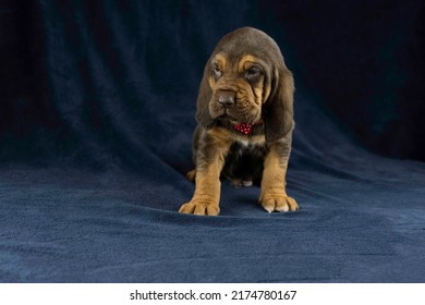 AKC Bloodhound Puppy Dark Background