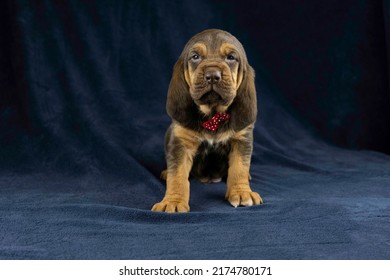 AKC Bloodhound Puppy Dark Background