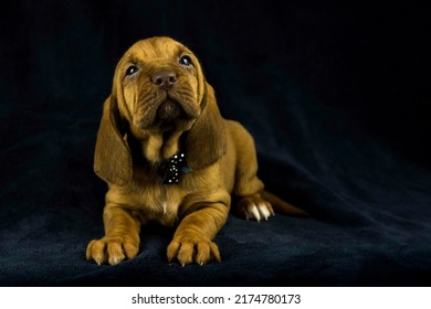 AKC Bloodhound Puppy Dark Background