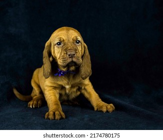 AKC Bloodhound Puppy Dark Background