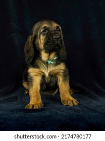 AKC Bloodhound Puppy Dark Background