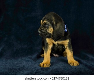 AKC Bloodhound Puppy Dark Background