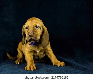 AKC Bloodhound Puppy Dark Background