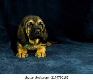 AKC Bloodhound Puppy Dark Background