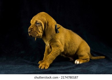 AKC Bloodhound Puppy Dark Background