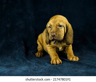 AKC Bloodhound Puppy Dark Background