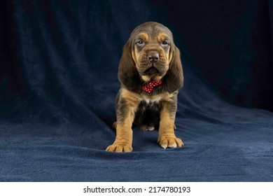 AKC Bloodhound Puppy Dark Background