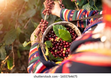 Akha woman picking red coffee beans on bouquet on tree arabica coffee berries on its branch,economy industry business, health food and lifestyle, at the north of Thailand.