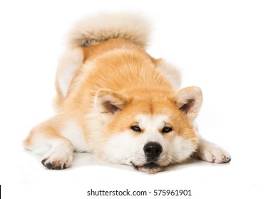 秋田犬 の画像 写真素材 ベクター画像 Shutterstock