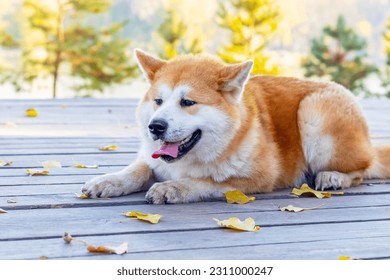 Akita dog lying on a wooden platform in a park in the fall - Shutterstock ID 2311000247