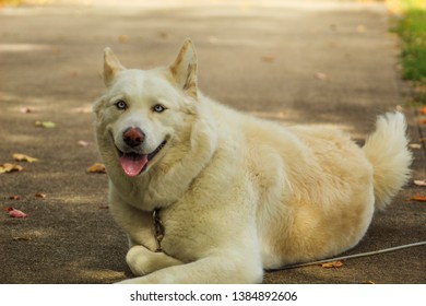 Akita Husky Mix Posing In Driveway. Happy Female Dog.