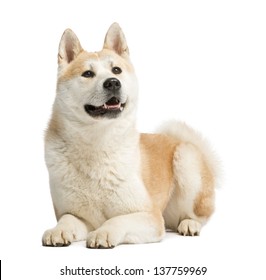 秋田犬 の画像 写真素材 ベクター画像 Shutterstock