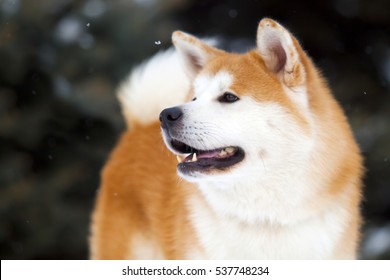 秋田犬 の画像 写真素材 ベクター画像 Shutterstock