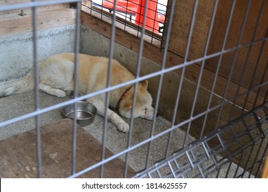 Akita Inu Dog In A Cage. The Sad Dog Is Sleeping Next To An Empty Bowl On The Ground.