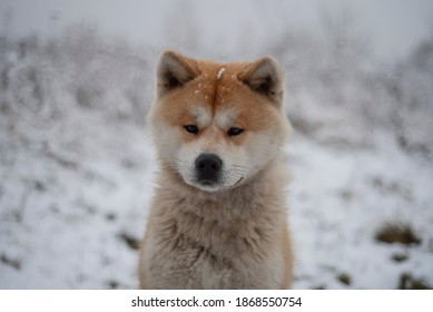 Akita Inu Dog Cold Winter Portrait Stock Photo 1868550754 | Shutterstock