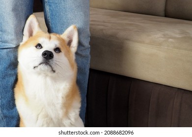 Akita Inu Dog Next To A Woman Wearing Jeans. Close Up