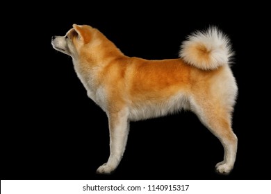 Akita Inu Dog Standing On Isolated Stock Photo 1140915317 | Shutterstock