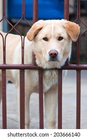 Akita Inu And Golden Retriver Mix Dog  Looking Through Fence.