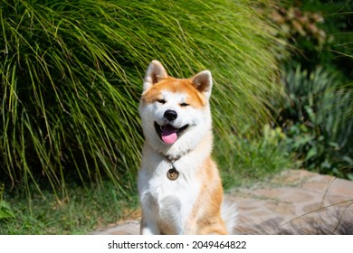 Akita Inu Happy Japan Dog