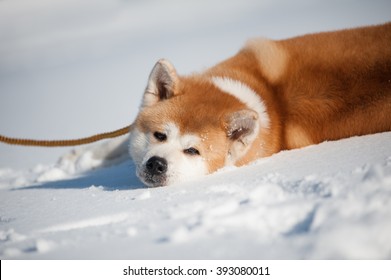 Akita Inu On The Snow