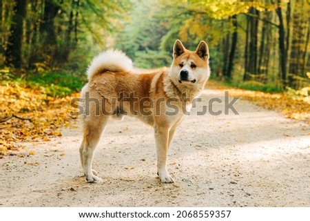 Akita Inu portrait in the forest during the Autumn. Akita, Shiba inu dog breed. 1 year old puppy.