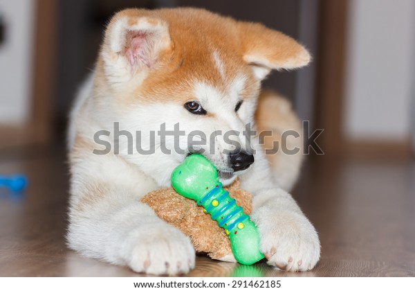 akita toy