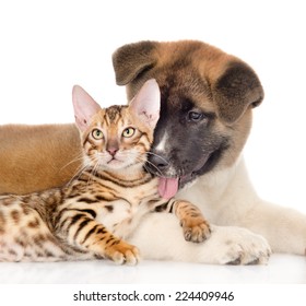 Akita Inu Puppy Dog  Licking A Bengal Cat. Isolated On White Background