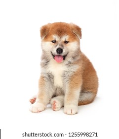 秋田犬 の画像 写真素材 ベクター画像 Shutterstock