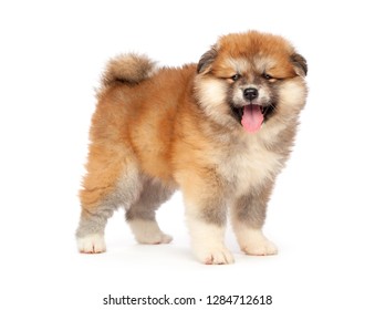 Akita Inu Puppy Dog On White Background